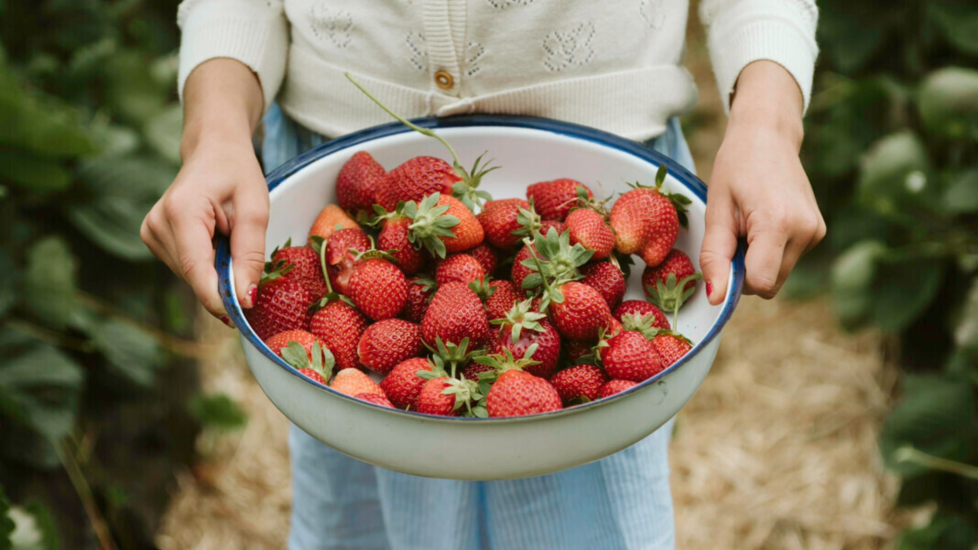 Girl holding a bowl of freshly picked strawberries in a strawberry field.