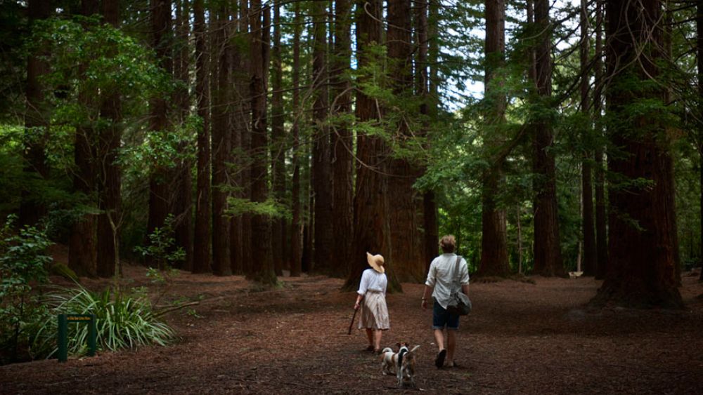 Couple and two dogs walking through The Redwoods, Hawkes Bay