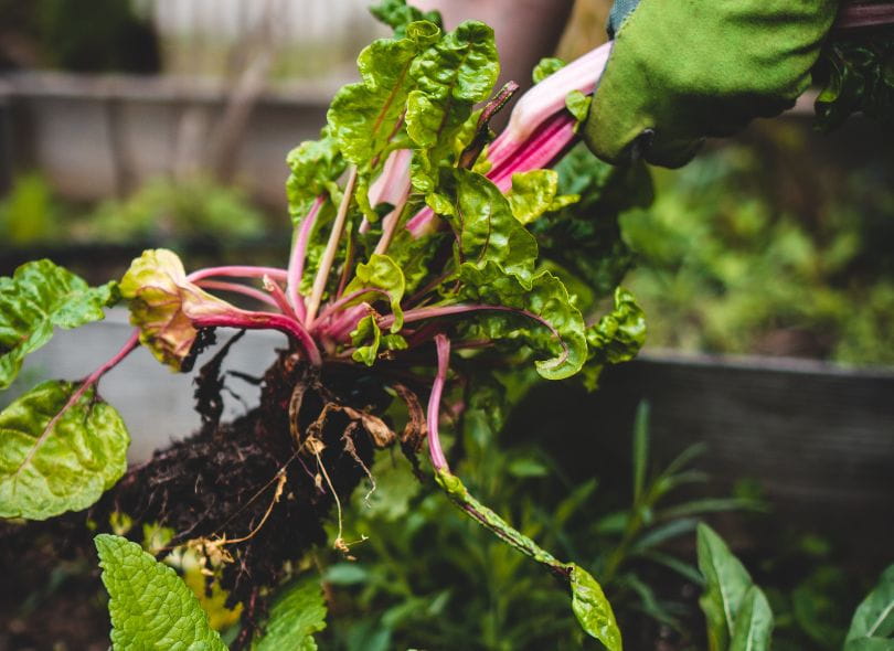 Pulling vegetables out of the garden.