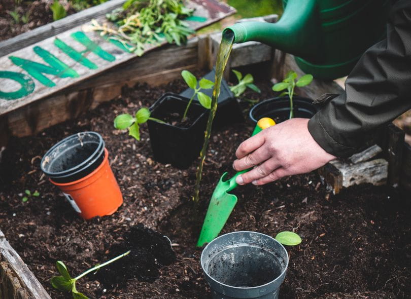 Preparing to plant seedlings.