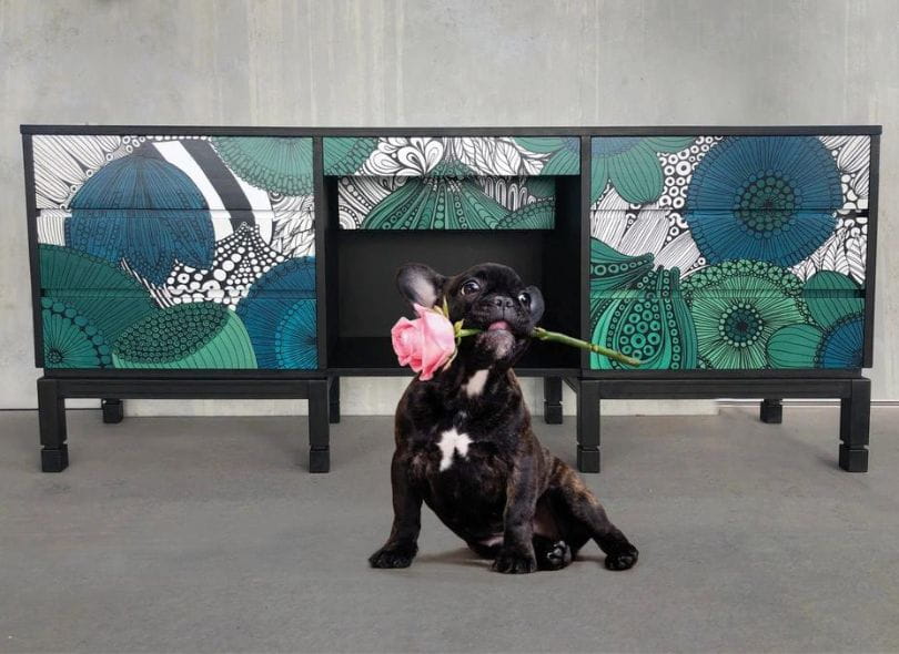 A French bulldog sitting in front of a sideboard.