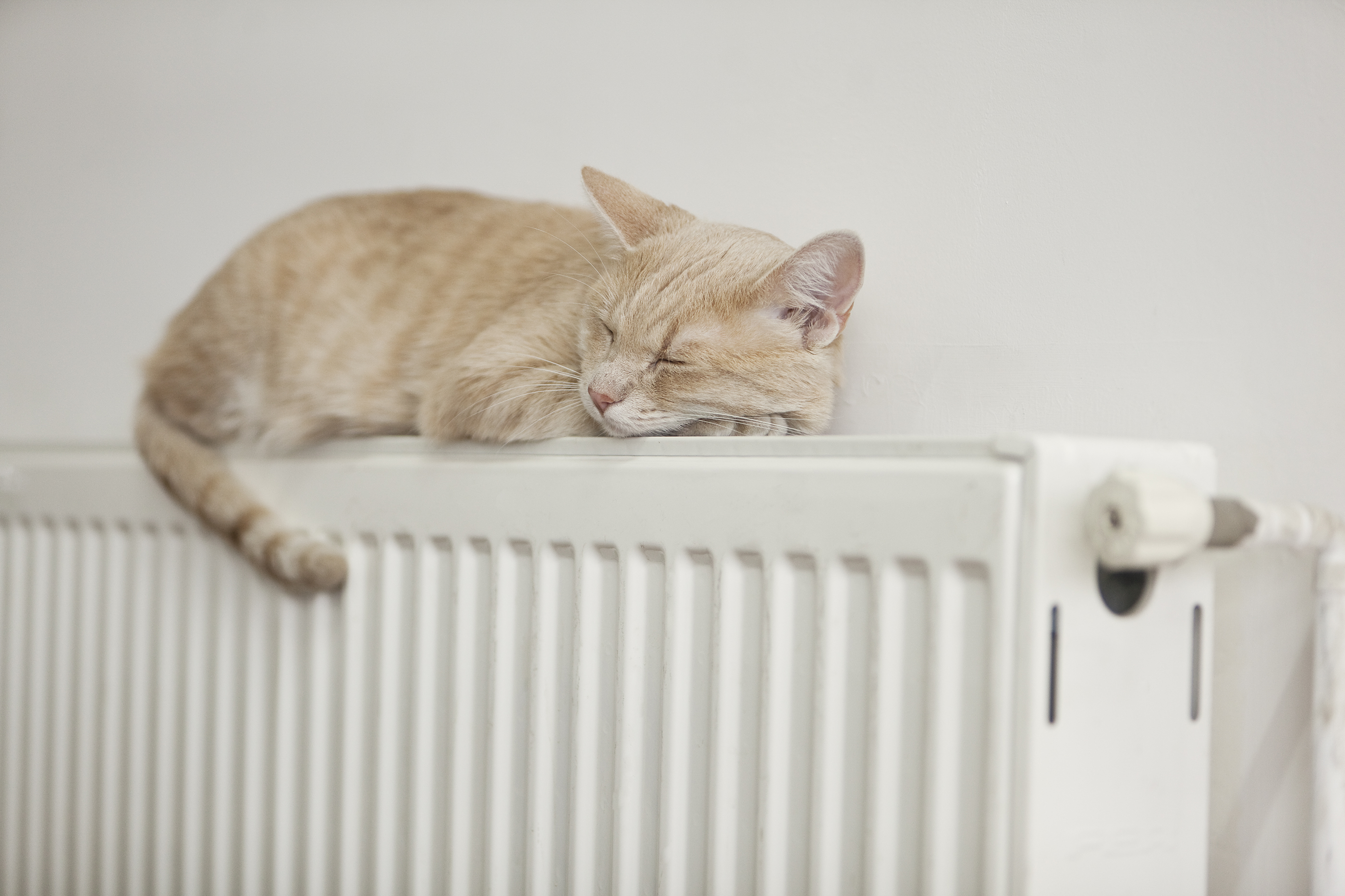 Kitten on radiator heating solutions