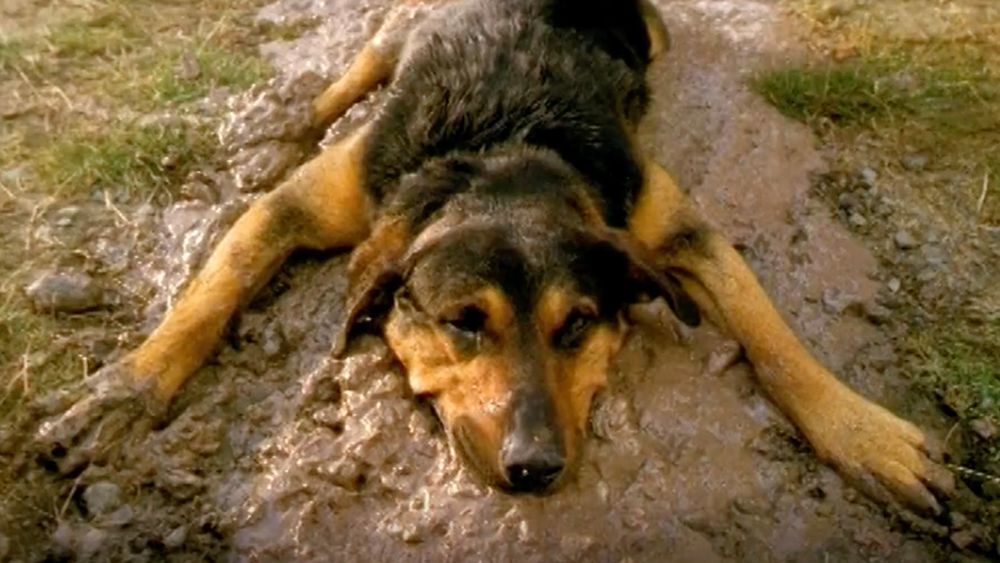 Dog in the puddle