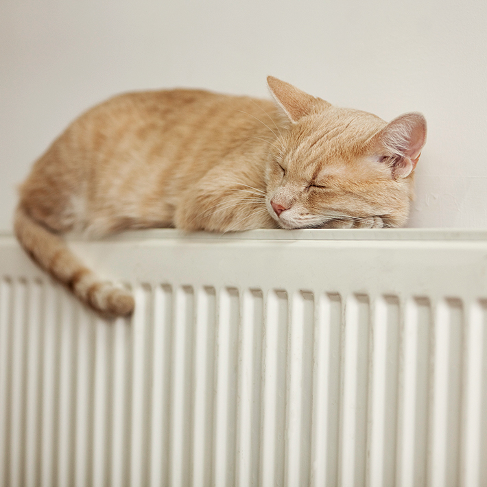 Cat asleep on gas powered radiator