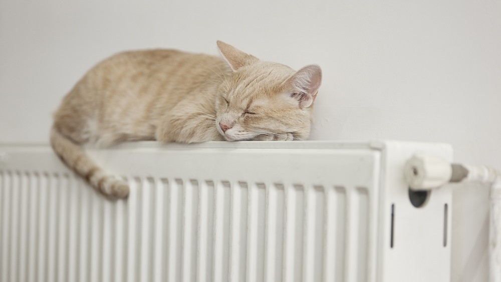 Kitten on radiator warmed by gas heating